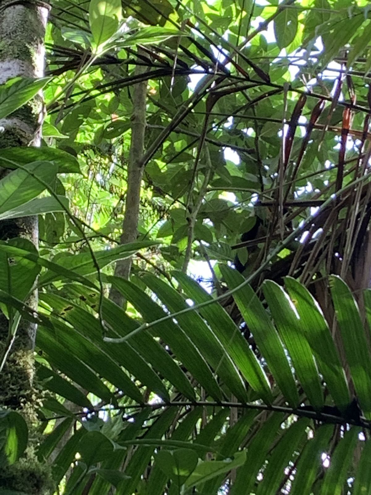 Costa Rica — Family Christmas — family travel photo 22