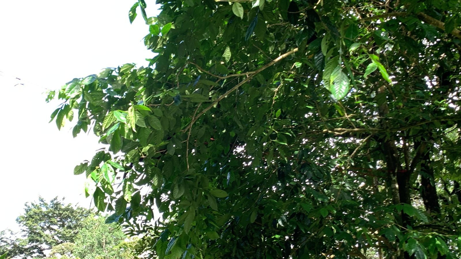 Arenal & Tenorio Volcano Parks — the Baughn family visit